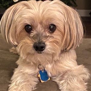 Meet your Posher, Meredith